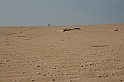 Kanary_2010 080